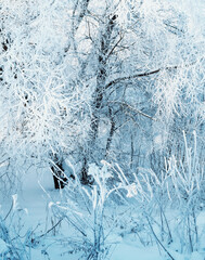 Winter forest trees under snow and frost, winter forest background, frosted winter trees in cold weather