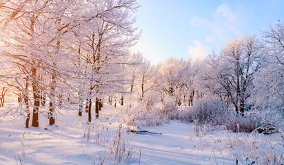 Obraz premium Winter forest landscape, frosted trees in winter forest in cold sunny morning, panoramic winter forest landscape with sunny forest grove