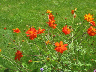 Orange Blüten