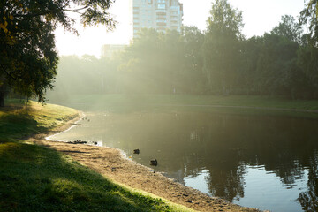 Experience the Serene Morning at the Lovely Lake with Soft Sunlight and an Urban Backdrop