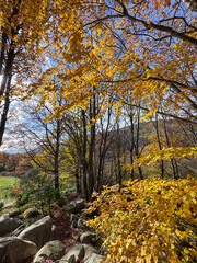 autumn in the forest