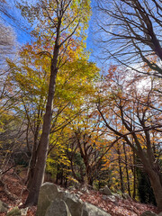 autumn in the mountain