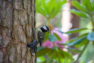 Great tit chick (Parus major)