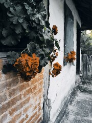 Charming roses climbing the façade of an old village house, their vibrant blooms adding a touch of elegance and romance to the rustic walls. A perfect blend of natural beauty and timeless countryside 