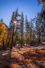 Discover Yosemite's frosted landscapes, where winter meets a timeless wonder.