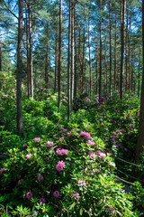 Rhododendron (rhododendra)