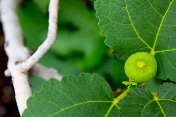 A ripe green figs hanging from a fig tree branch in the garden.