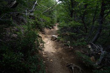 Obraz premium View of the hiking path in the mountain forest while trekking up to Catedral hill in Bariloche