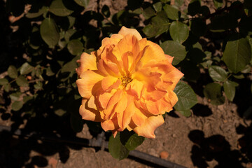 Floral. Closeup view of Rosa Jean Giono orange flower, blooming in the park in spring.