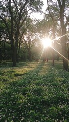 A serene forest clearing filled with wildflowers and sunbeams, home to perched birds above