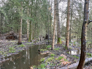 Fototapeta premium Forest Wetland Scene, Mossy Trees, Tranquil Woodland Stream