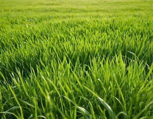 Obraz premium green meadow ground grass in the wind 