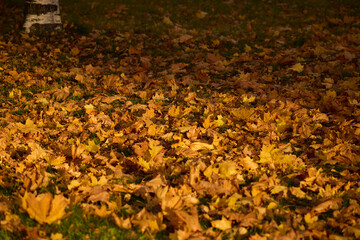 The Beautiful Autumn Leaves Gracefully Spread Across the Ground in Rich, Warm, and Golden Tones