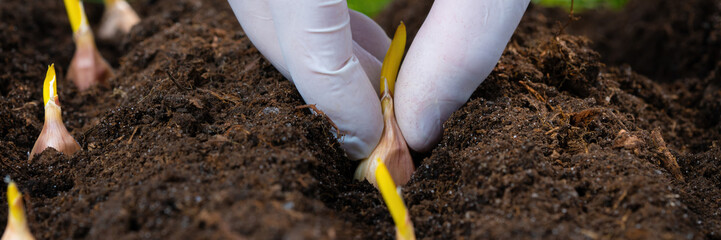 Close-up view of a hand placing seeds in the soil for new growth.
