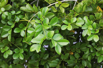 feather leaf close up of Roughbark lignum-vitae or guaiacwood (Guaiacum officinale) National flower of Jamaica