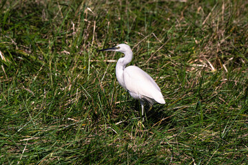 Aigrette garzette, .Egretta garzetta, Little Egret,