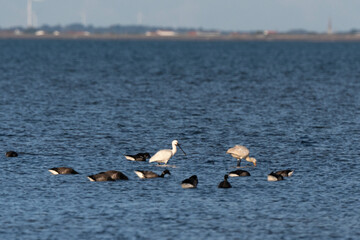 Spatule blanche, , Bernache cravant,, Beauvoir sur Mer, Vendée, Pays de la Loire, 85, France