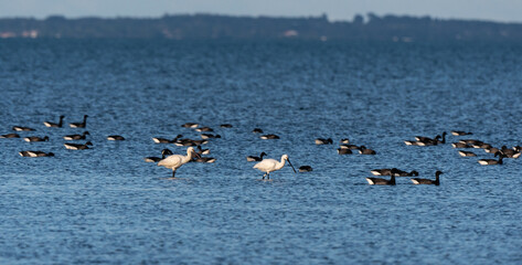 Spatule blanche, , Bernache cravant,, Beauvoir sur Mer, Vendée, Pays de la Loire, 85, France