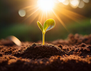 Sprouting seed in soil under sunlight, representing leadership fostering new ideas and growth