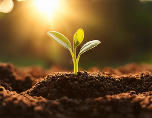 Sprouting seed in soil under sunlight, representing leadership fostering new ideas and growth
