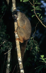 Lémur fauve, Eulemur fulvus fulvus, Madagascar