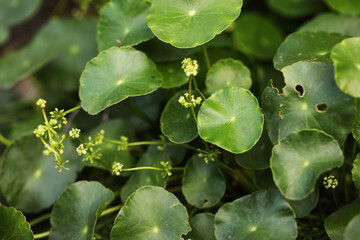 many flower Marsh pennywort or dollarweed (Hydrocotyle umbellata)