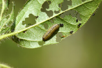 Larva of a viburnum leaf beetle (Pyrrhalta viburni) feeds on the leaves of laurustinus (Viburnum tinus). Family Chrysomelidae. Dutch garden, spring, May, Netherlands.
