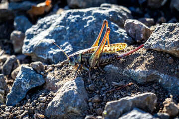 locust in rocky terrain