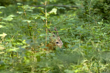 Chevreuil - Parc National des forêts