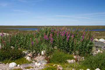 A field of pink fireweed flowers on a rocky outcrop in Canada's arctic tundra, Arviat, Nunavut