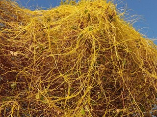 yellow cuscuta parasite on tree.dodder or amarbel on the plant 
