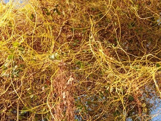 yellow cuscuta parasite on tree.dodder or amarbel on the plant 