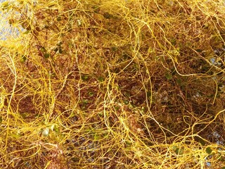 yellow cuscuta parasite on tree.dodder or amarbel on the plant 