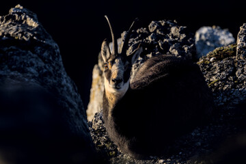 Chamois dans les rochers - Jura
