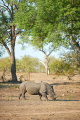Naklejka premium Africa, wildlife and rhino with environment, habitat and grazing with sightseeing. Outdoor, animal and safari with tourism, landscape and empty with field, Kenya and travel with ecology and nature