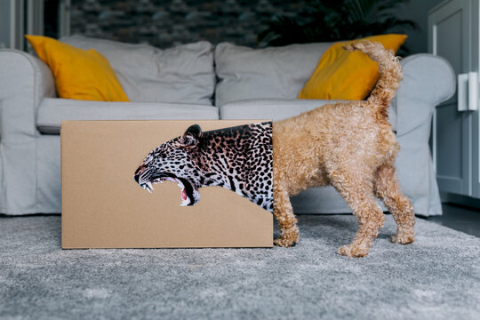 Mischievous Dog Encounters Box with Ferocious Leopard Print