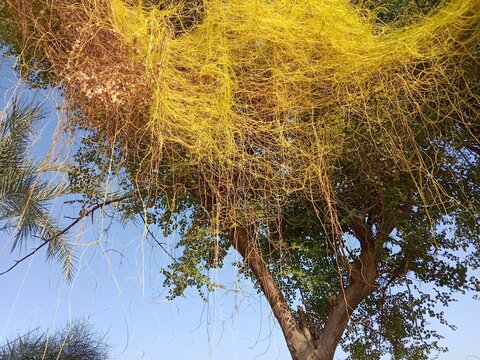 yellow cuscuta parasite on tree.dodder or amarbel on the plant 
