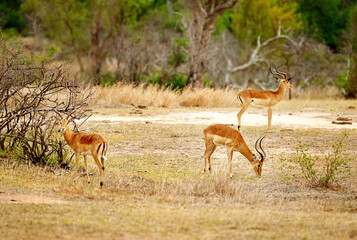 Naklejka premium Antelope, herd and environment in nature for eating, habitat or protection in reserve. Impala, grazing or field for wallpaper with sustainability, food source or healthy ecosystem for growth in Kenya