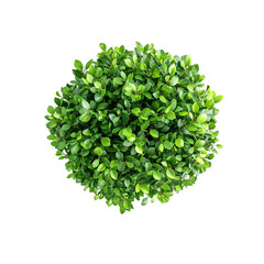Fototapeta premium round bush with green leaves