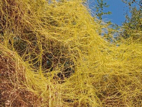 yellow cuscuta parasite on tree.dodder or amarbel on the plant 