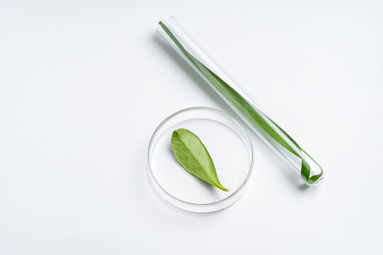 Leaf in petri dish and test tube highlighting botanics