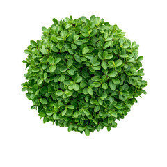 Fototapeta premium round bush with green leaves