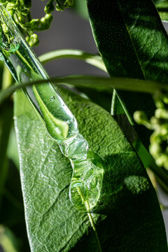 Cosmetic Pipette with Liquid on Lush Green Leaves Background
