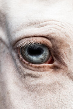 Close-up of a horse's eye showcasing detailed texture and color