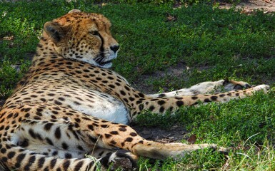 Full body photo of a cheetah lying on the grass in Warsaw zoo. 