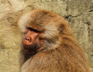 Close-up photo of the head of an adult baboon in the enclosure at the Warsaw Zoo. 