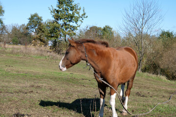 Obraz premium Horses graze in the field. Agriculture. Caring for horses.