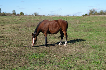 Fototapeta premium Horses graze in the field. Agriculture. Caring for horses.