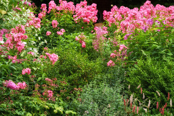 Garden, flowers and pink phlox for growth, eco friendly an bush in nature outdoor. Floral variety, natural plants and ecology for bloom, sustainable or leaves for decor or design in backyard in USA