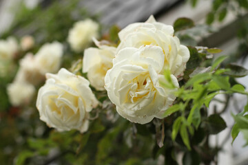 Zarte, cremeweiße Rosen in voller Blüte, umgeben von grünem Laub. Die Blütenblätter wirken weich und elegant, während der Hintergrund leicht verschwommen ist und die Schönheit der Rosen betont